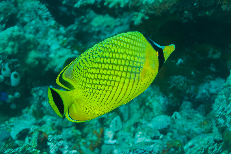 Latticed Butterflyfish.jpg