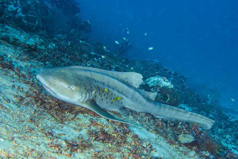 Leopard Shark(1).jpg