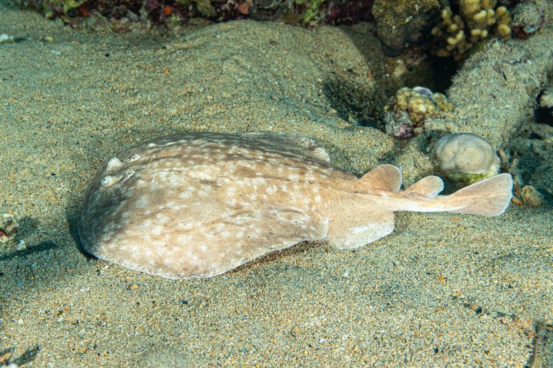 Leopard Torpedo Ray(1).jpg