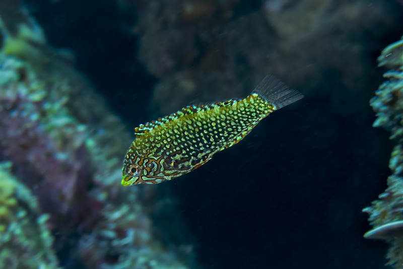 Leopard Wrasse.jpg