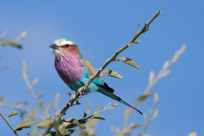 Lilac-breasted Roller(1).jpg