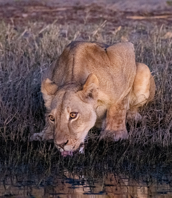 Lion 2(1).jpg