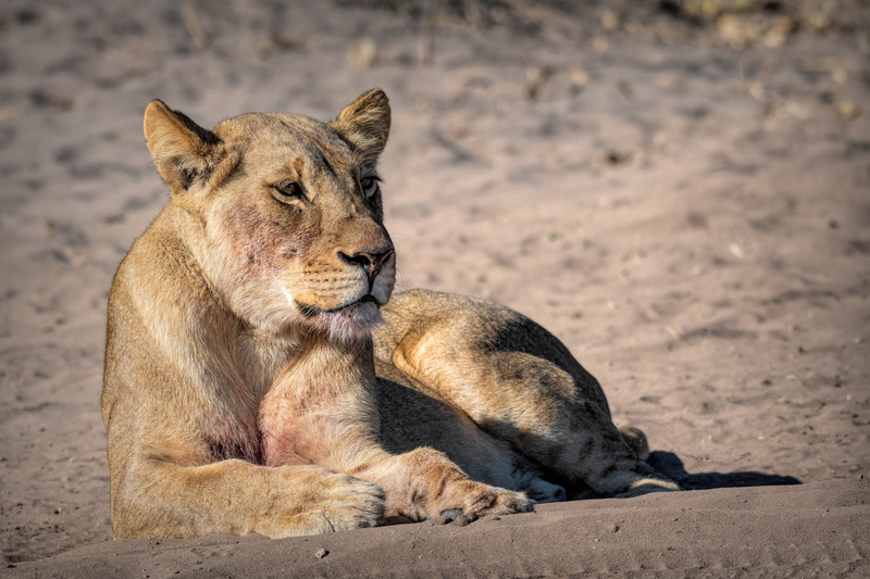 Lion(1).jpg