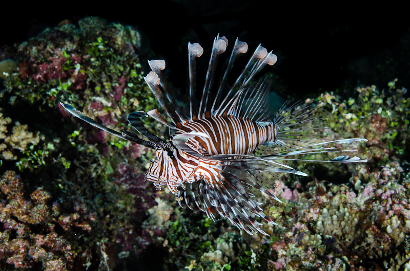 Lionfish(1).jpg