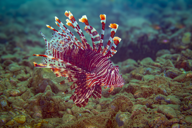 Lionfish(3).jpg