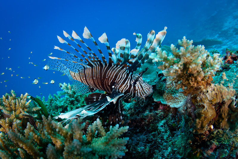 Lionfish(4).jpg