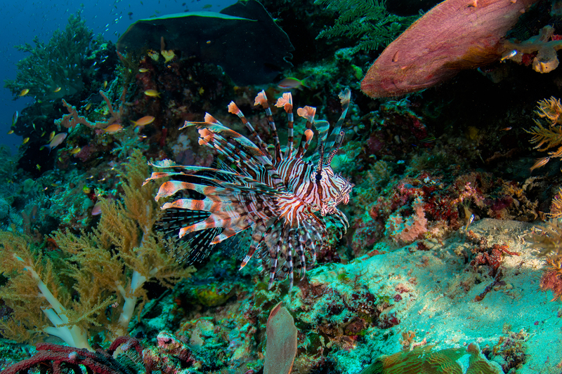 Lionfish-2(1).jpg