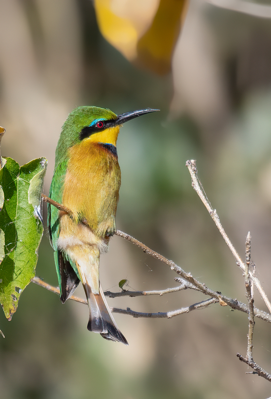 Little Bee-eater.jpg