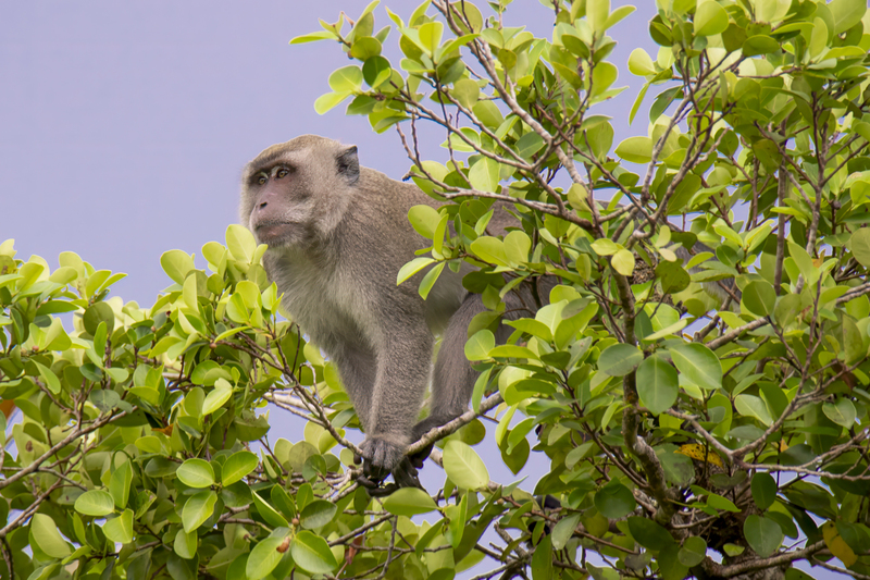 Long-Tail Macaque 2.jpg