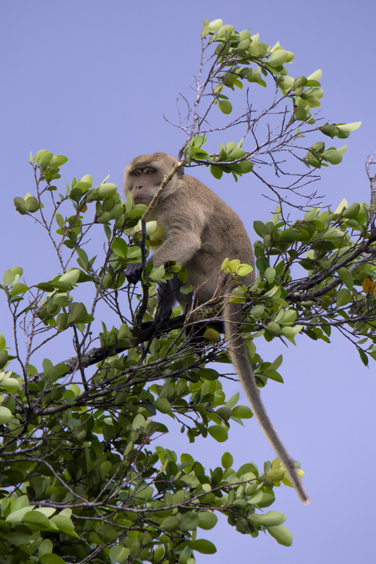 Long-Tail Macaque(1).jpg