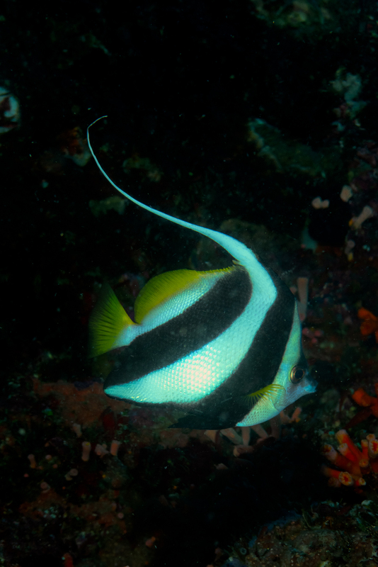 Longfin Bannerfish(1).jpg