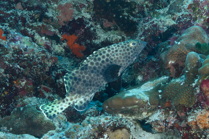 Longfin Grouper(1).jpg