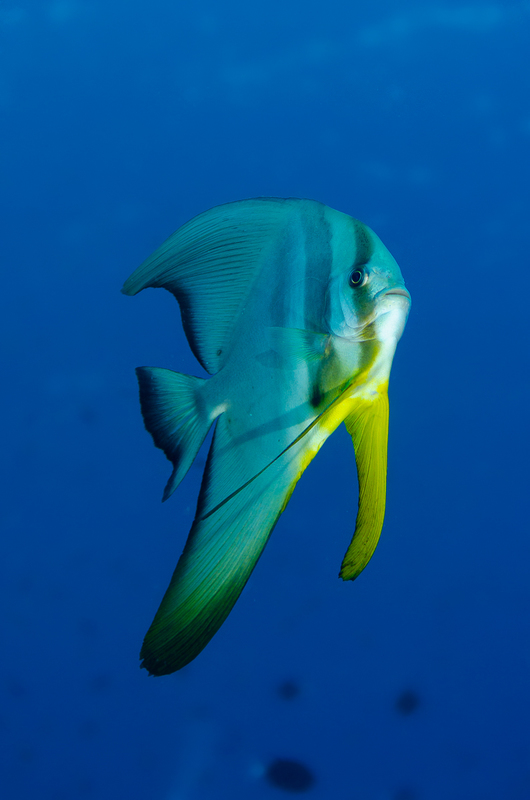 Longfin Spadefish(1).jpg