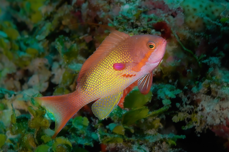 Lyretail Anthias.jpg