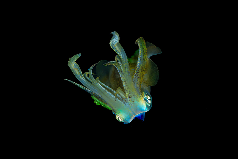 Macro 2(1).jpg