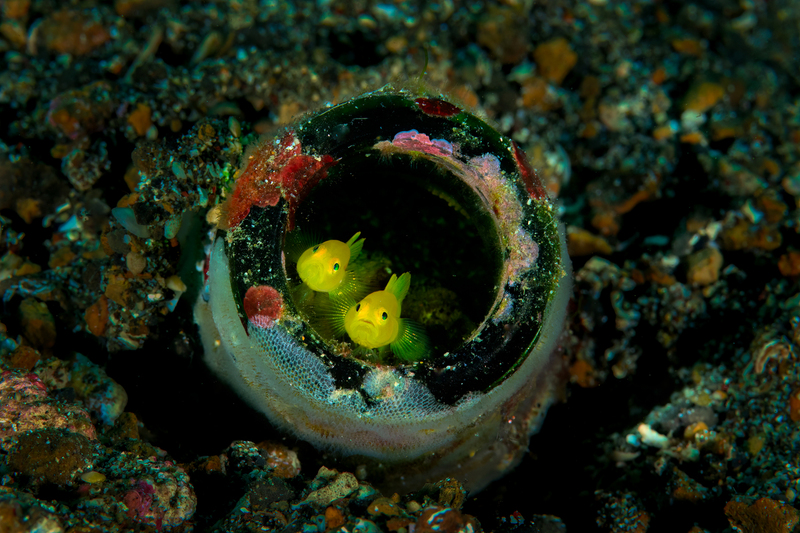 Macro 3(1).jpg