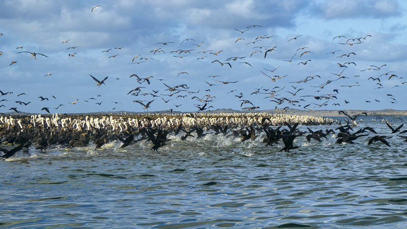 Magdalena Bay 2(1).jpg