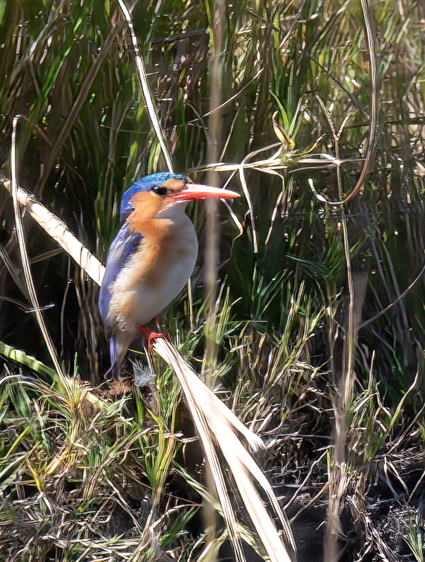 Malachite Kingfisher-2(1).jpg