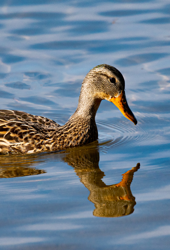 Mallard - female(1).jpg