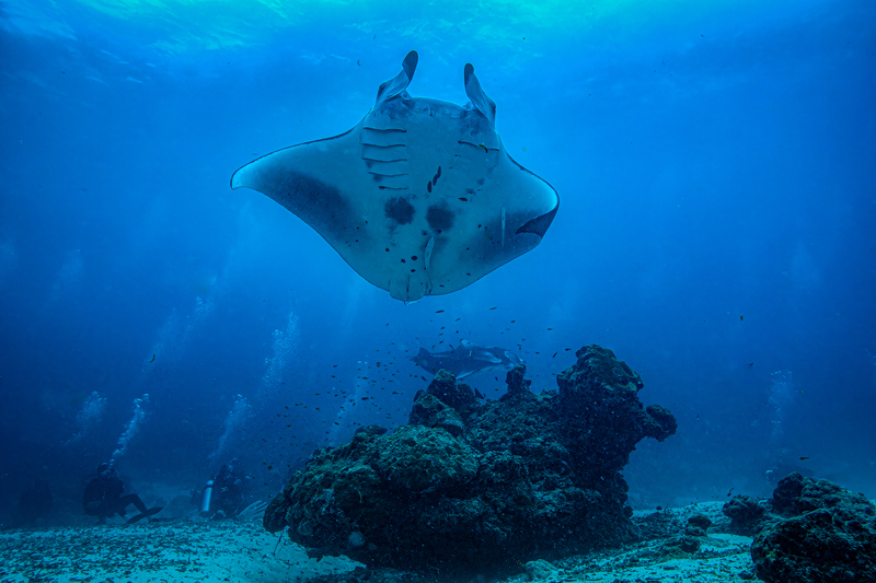 Manta Ray 1(2).jpg