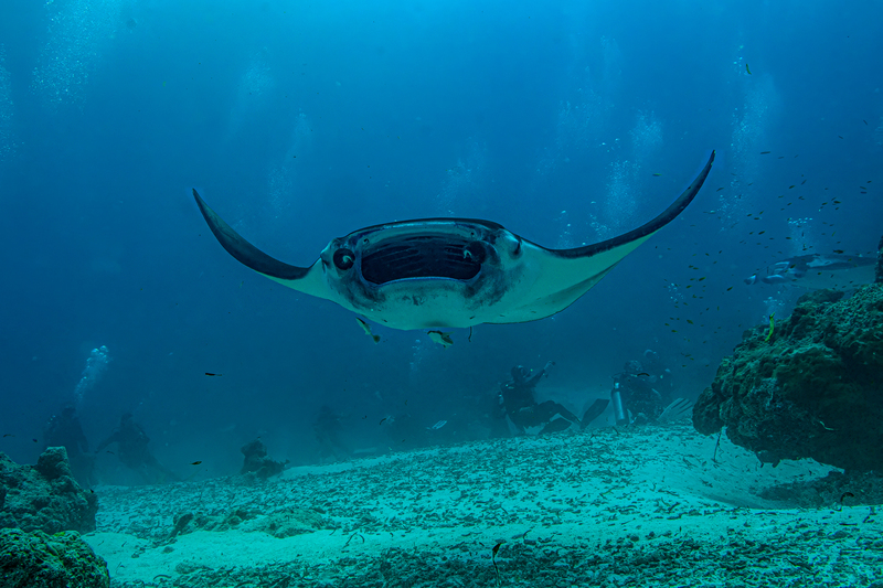 Manta Ray 2(3).jpg