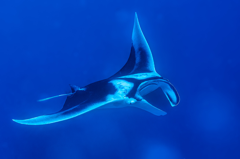 Manta Ray(1).jpg