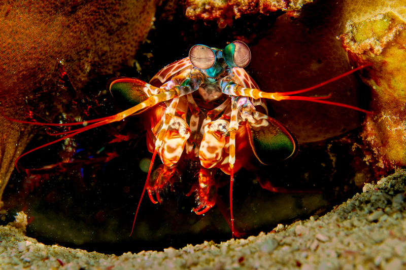Mantis Shrimp(2).jpg