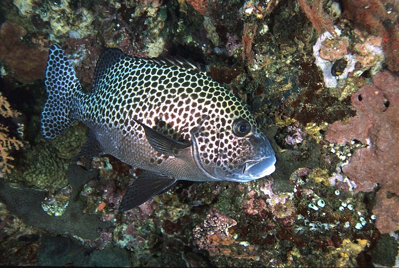 Many-spotted Sweetlips1.jpg
