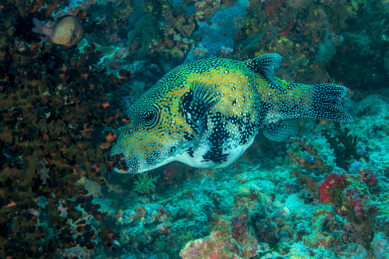 Map Puffer(2).jpg