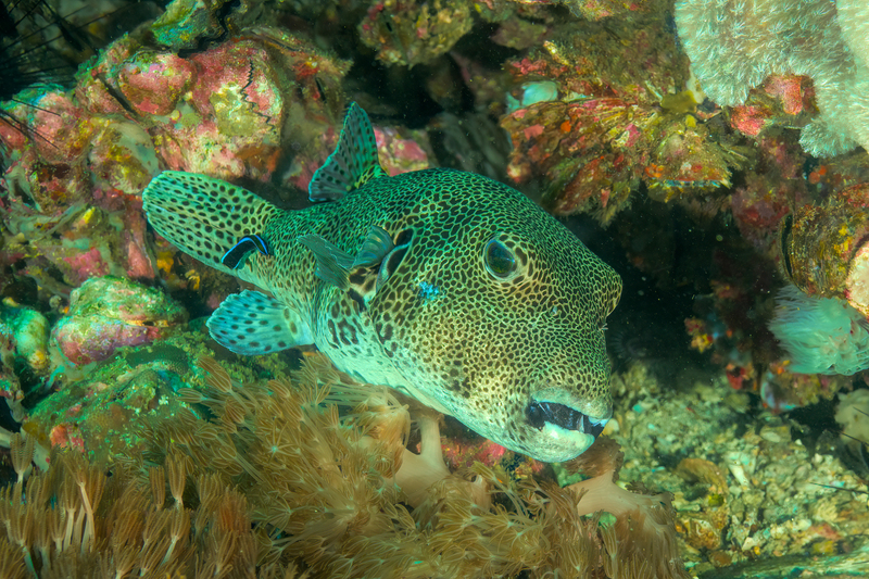 Map Puffer(3).jpg