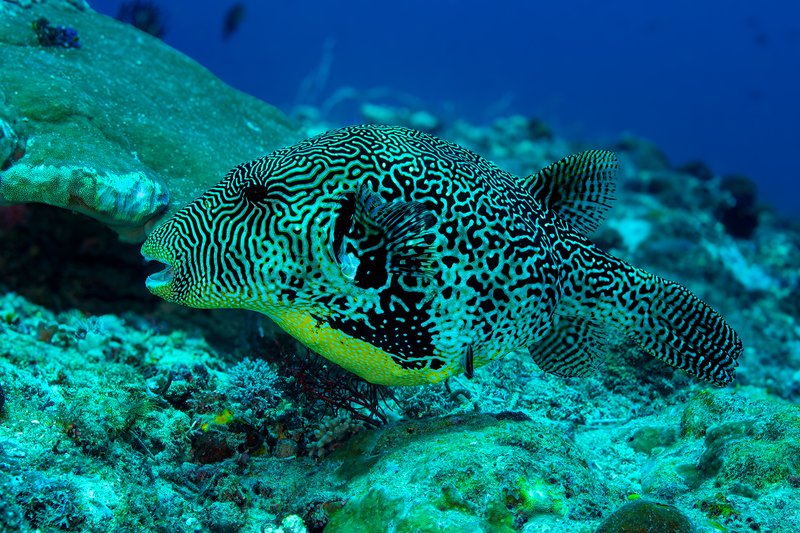 Map Puffer(4).jpg