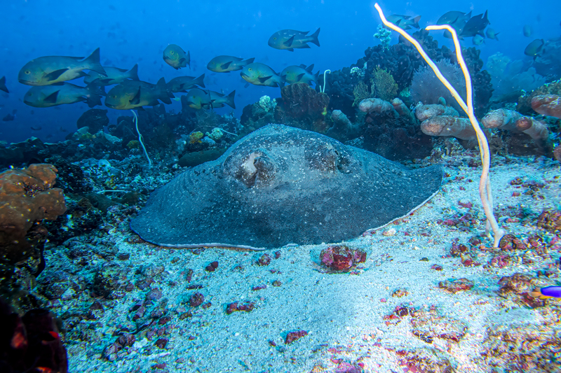 Marbled Stingray.jpg