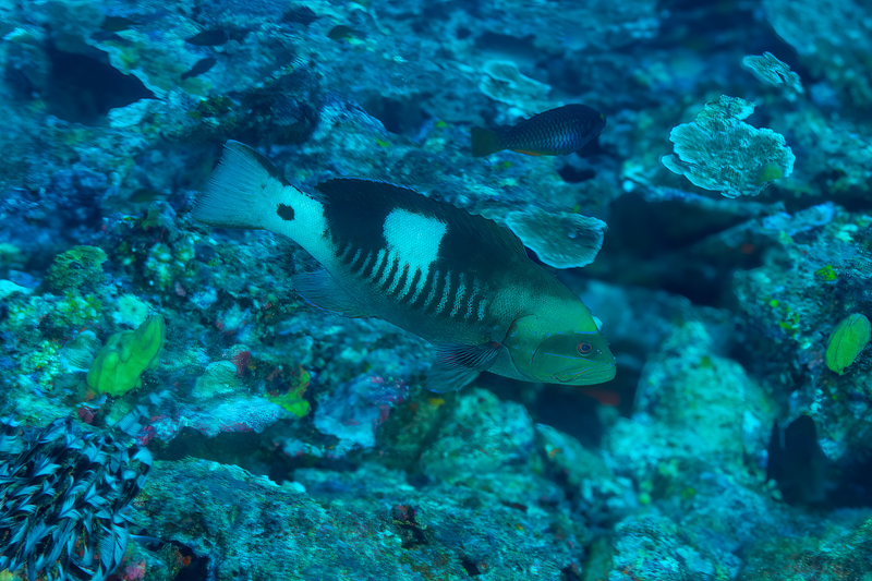 Masked Grouper(1).jpg