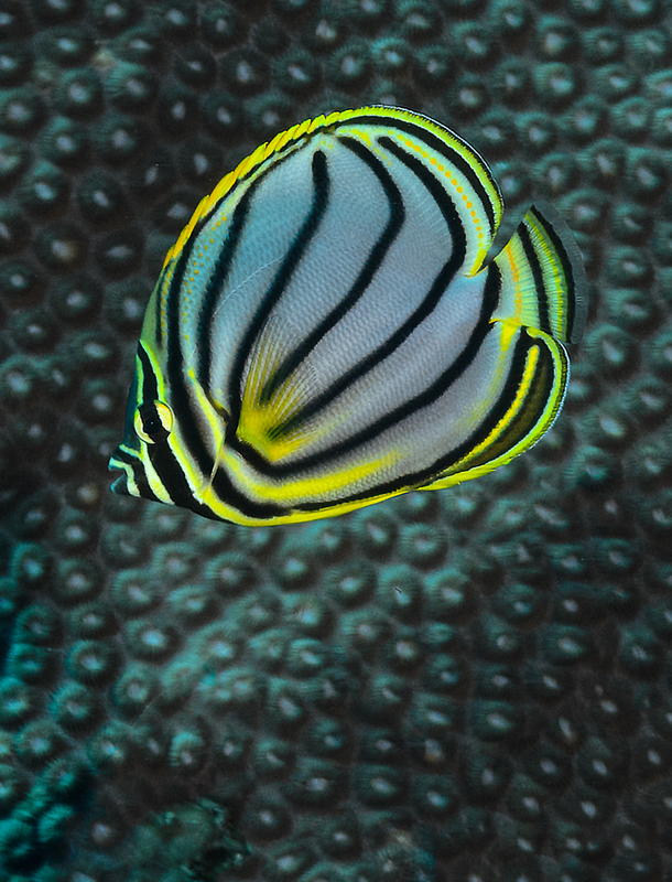 Meyers Butterflyfish(1).jpg