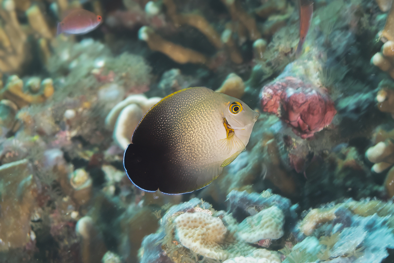 Mimic Surgeonfish - Juvenile(1).jpg