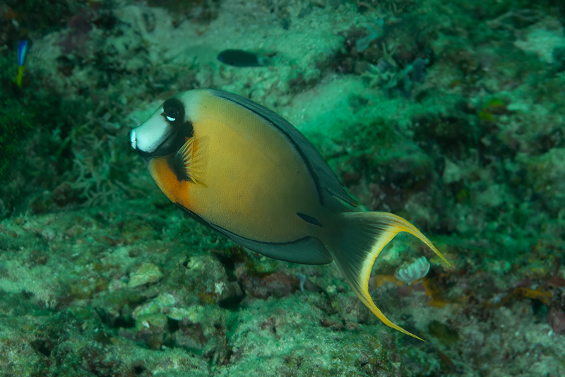 Mimic Surgeonfish(1).jpg