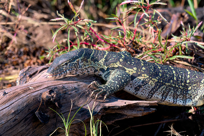 Monitor Lizard(1).jpg