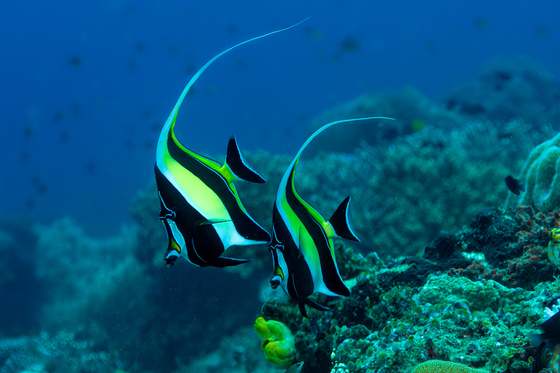 Moorish Idol(1).jpg