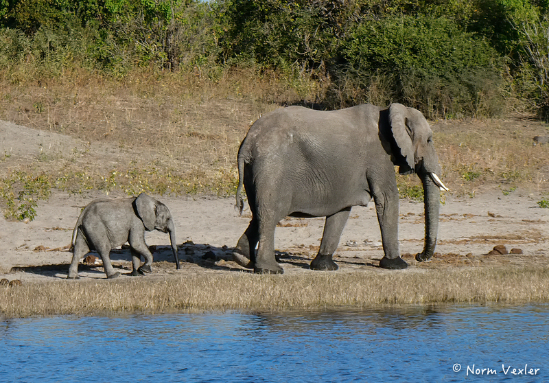 Mother  Baby Elephant(1).jpg