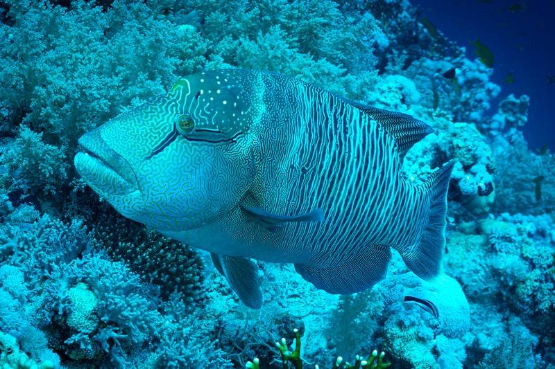 Napoleon Wrasse(2).jpg