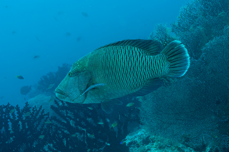 Napoleon Wrasse(3).jpg
