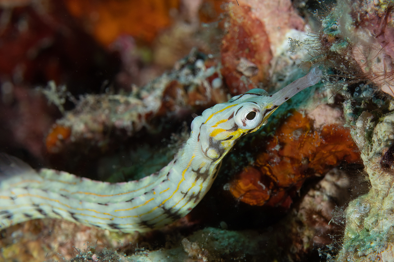 Network Pipefish(1) :: Philippines - 2023 :: Far Out Photos