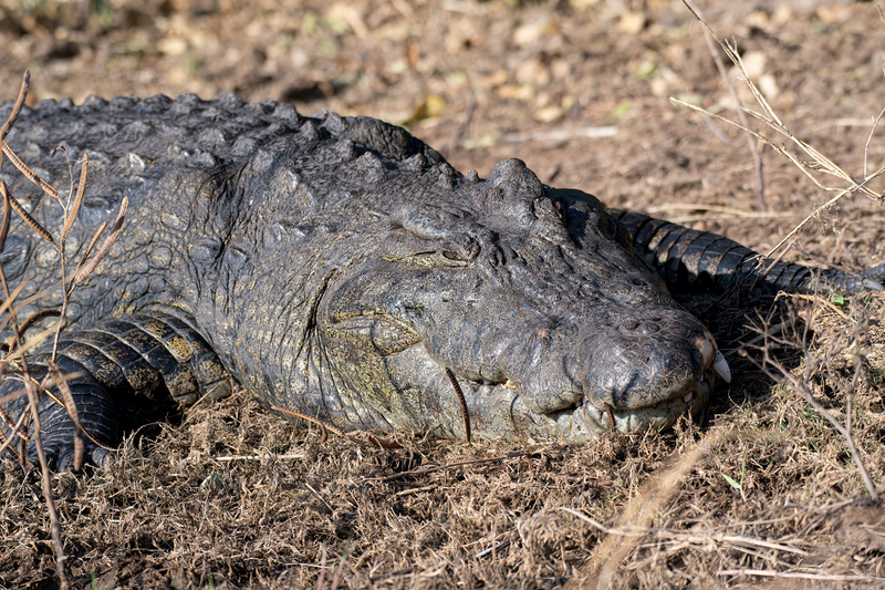 Nile Crocodile(1).jpg