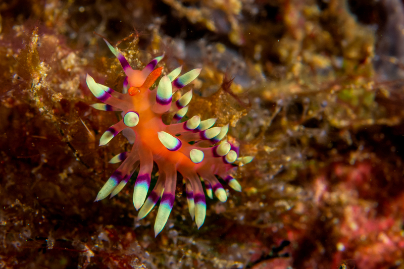 Nudi 1(1).jpg