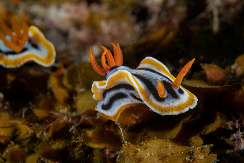 Nudi 2(1).jpg
