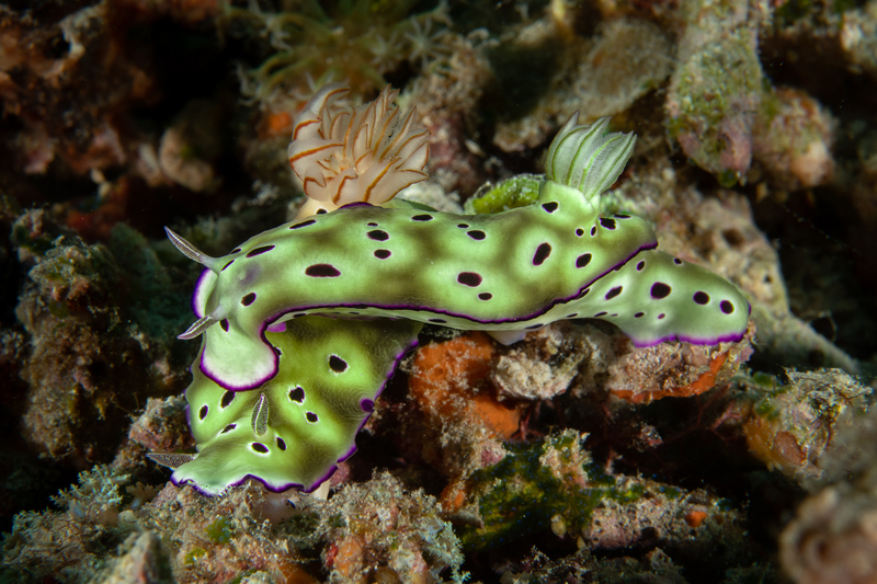 Nudi Love(1).jpg