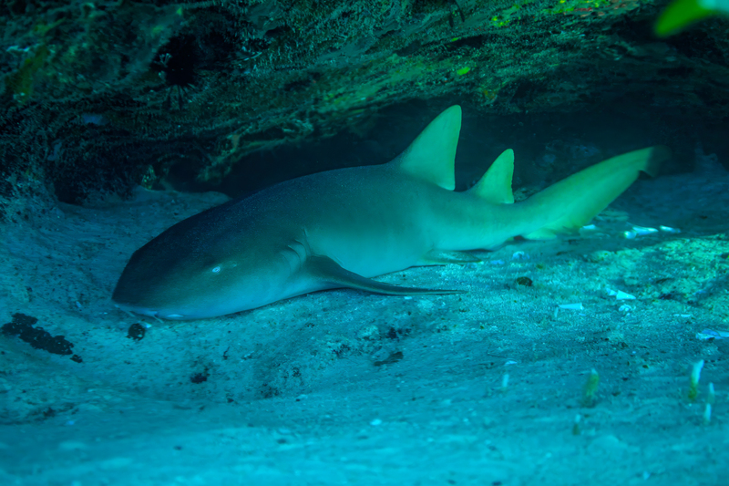 Nurse Shark(3).jpg