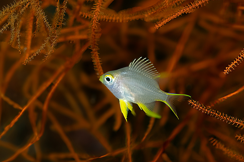 Obicular Damsel(1).jpg