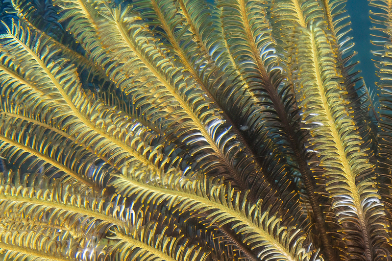 Ocean Art 1(2).jpg