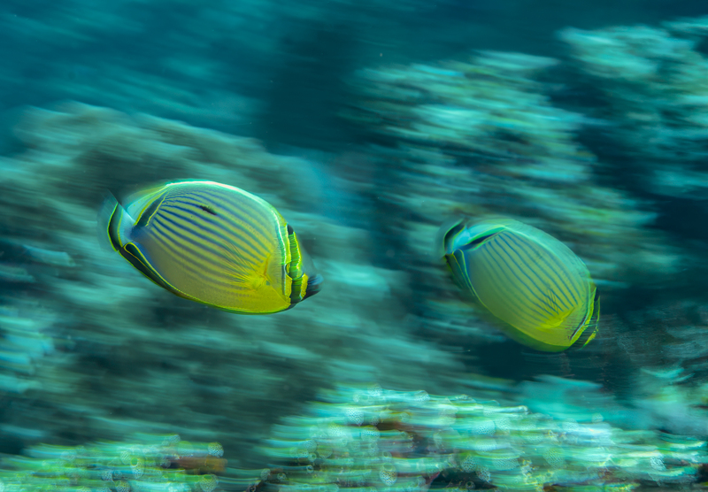 Ocean Art 13.jpg